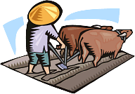 Oxen Working